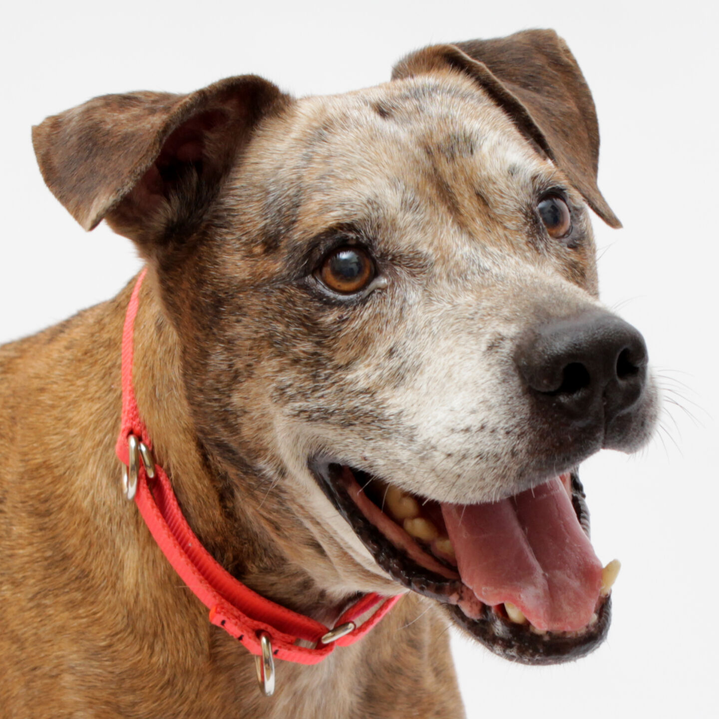 Martin County Pet of the Week - Week of April 2, 2021